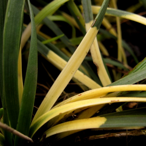 Ophiopogon japonicum 'Torafu' - Click Image to Close